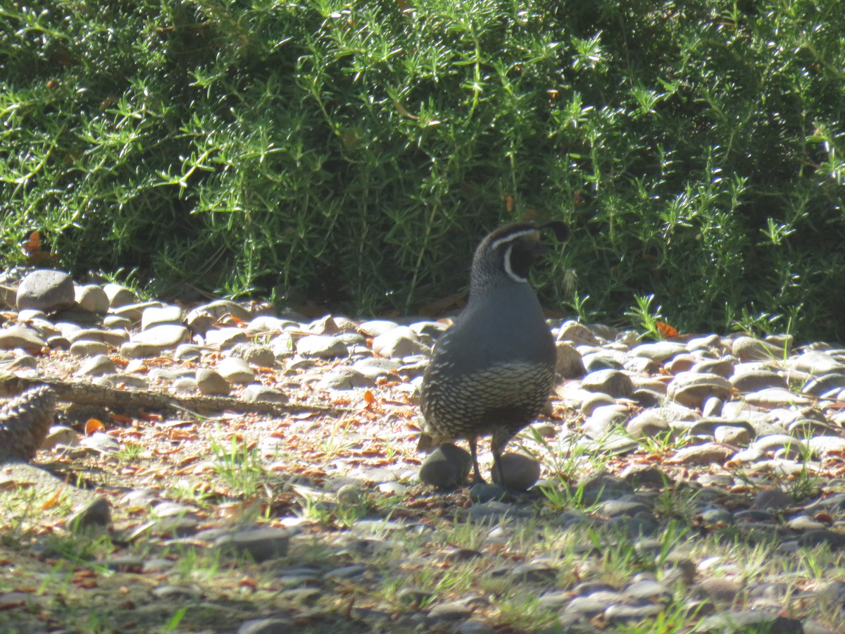 California Quail - Jeanne Roberts