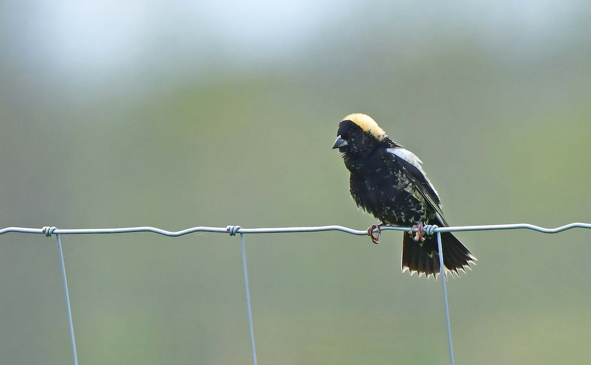 Bobolink - François Hamel