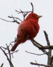 Summer Tanager - ML618845336