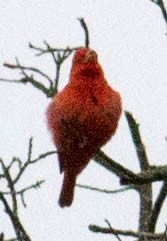 Summer Tanager - ML618845337