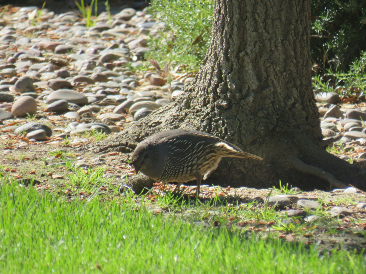 California Quail - Jeanne Roberts