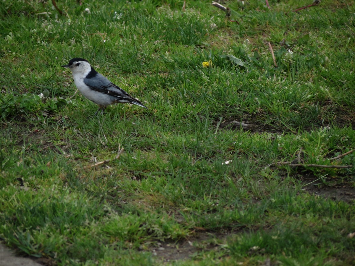 White-breasted Nuthatch - Luis Mendes