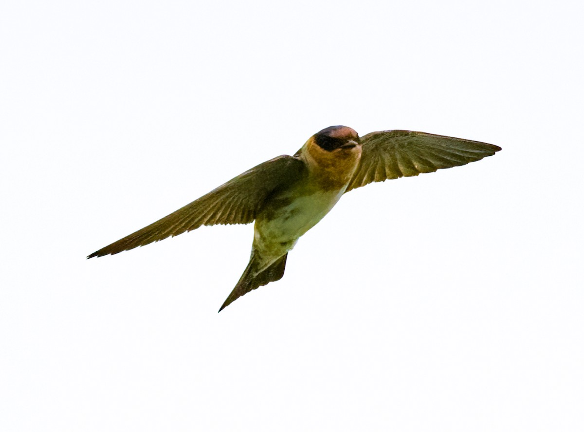 Cave Swallow - Marianne Taylor