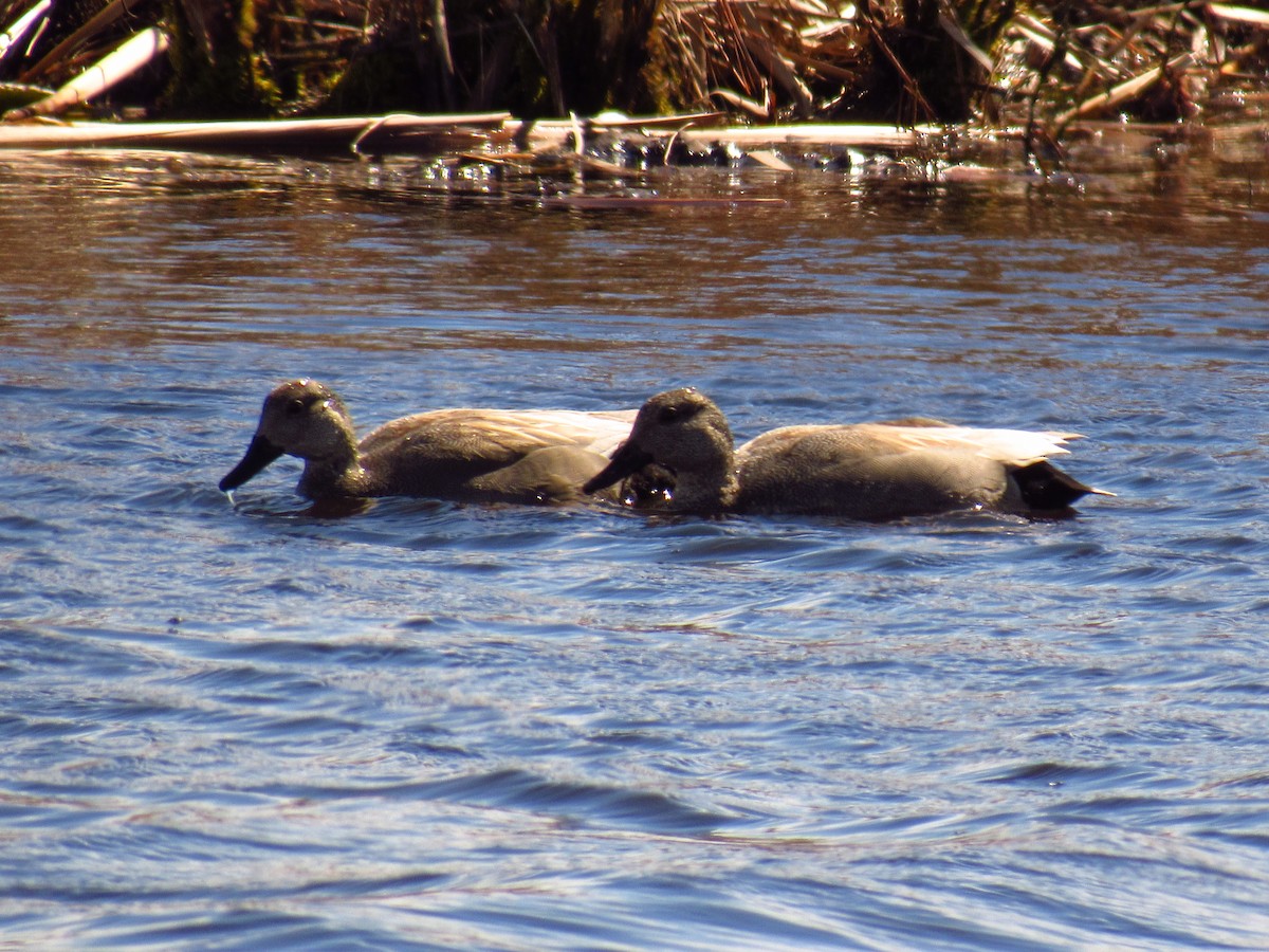 Ánade Friso - ML618845346