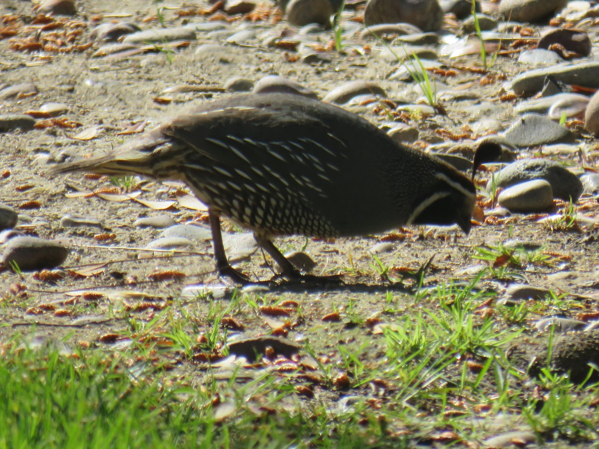 California Quail - Jeanne Roberts