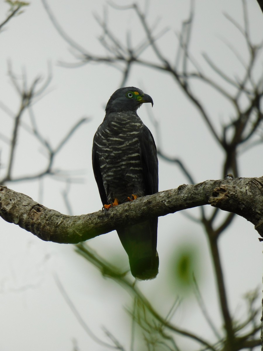 hákozobec neotropický - ML618845349