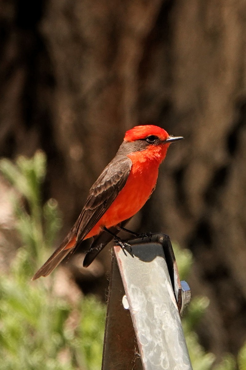 Vermilion Flycatcher - Sue Foster