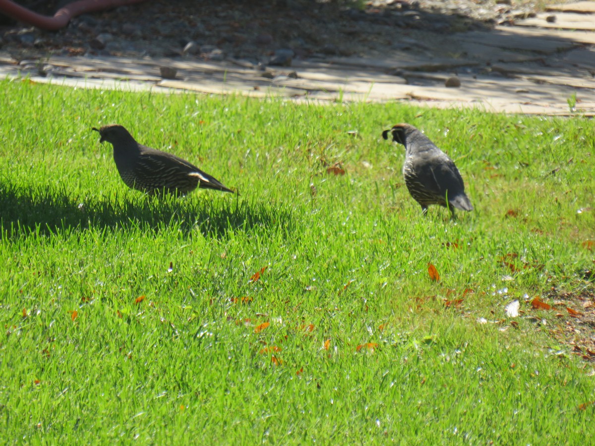 California Quail - ML618845356