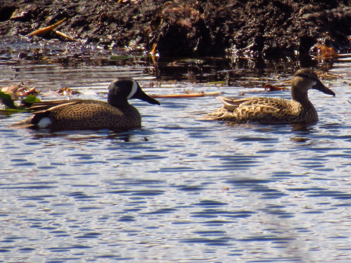 Blue-winged Teal - Alyssa Gruda