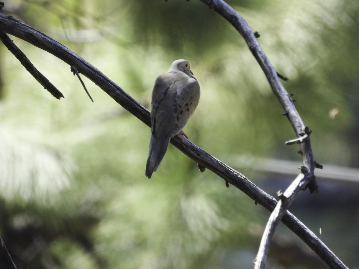 Mourning Dove - Cynthia Howland-Hodson