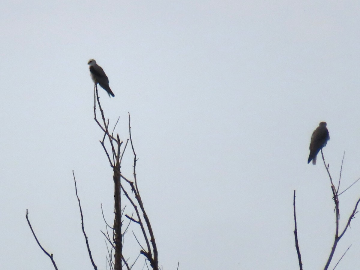 White-tailed Kite - Catherine Sandell