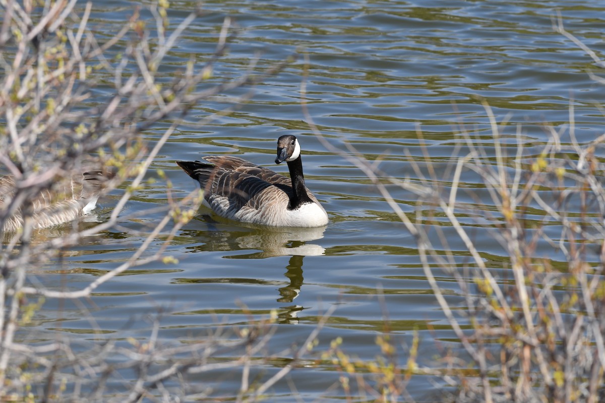 Canada Goose - Ausilia Piperni