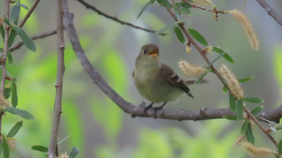 Western Flycatcher (Pacific-slope) - Brian Nothhelfer