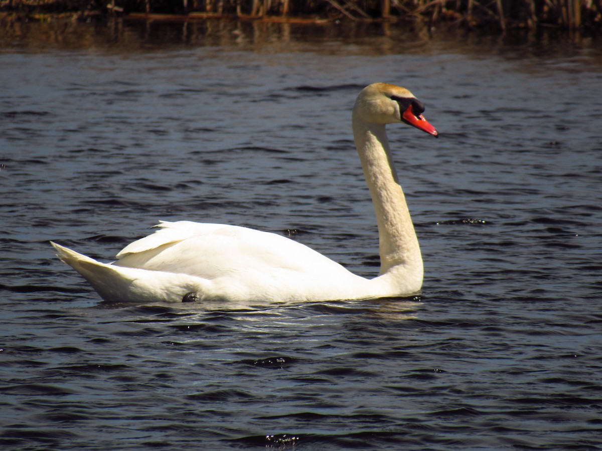 Mute Swan - Alyssa Gruda