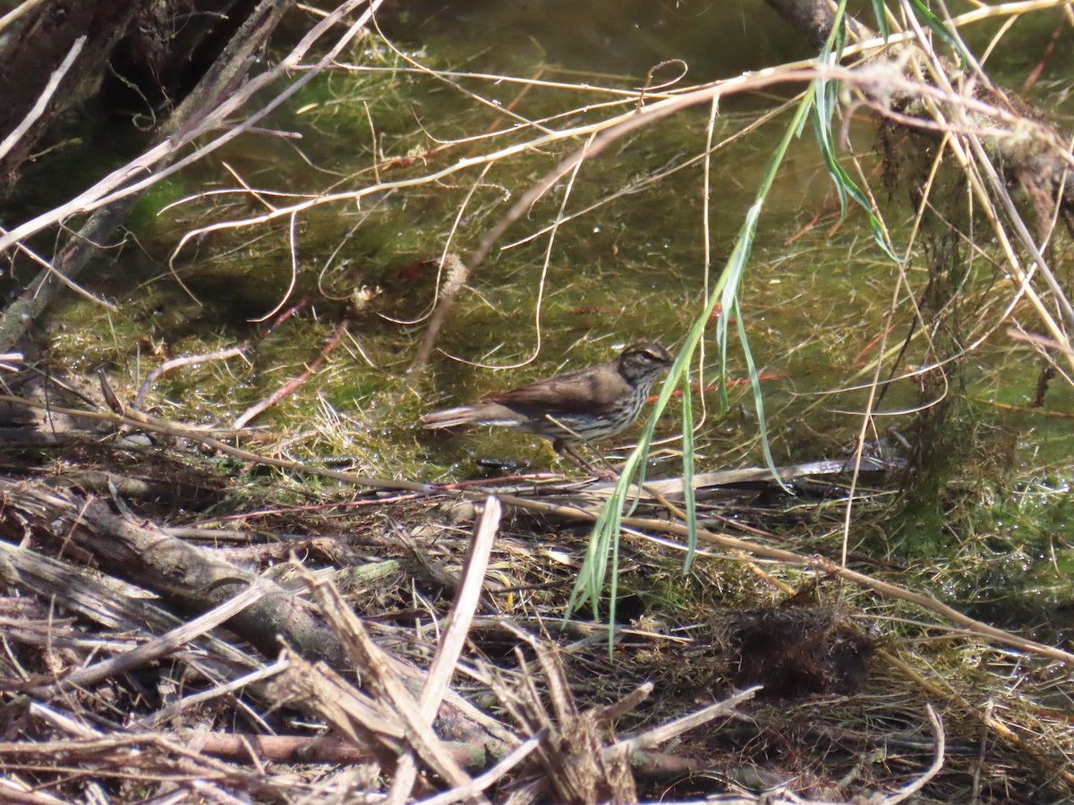 Northern Waterthrush - ML618845383