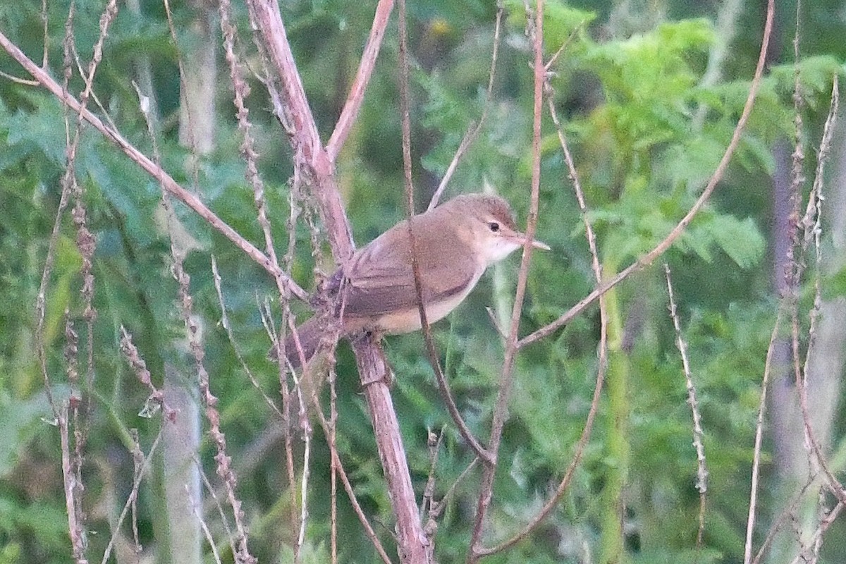 Great Reed Warbler - ML618845393