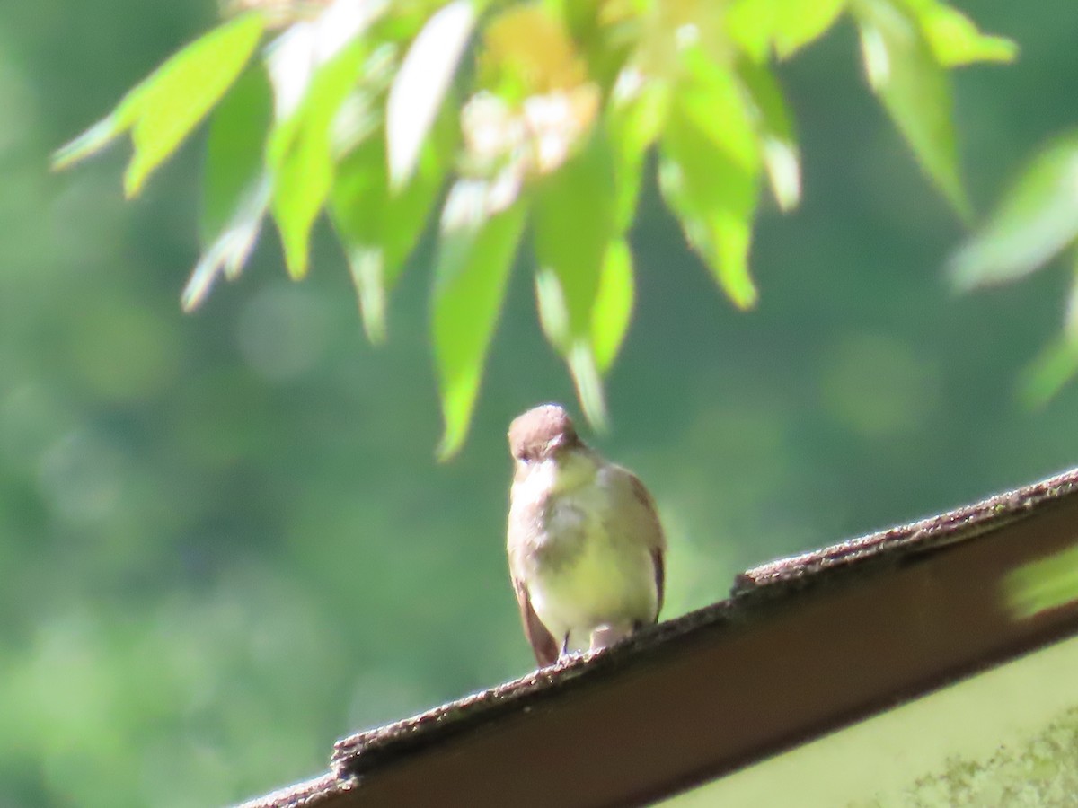 Eastern Phoebe - Elizabeth Ferber