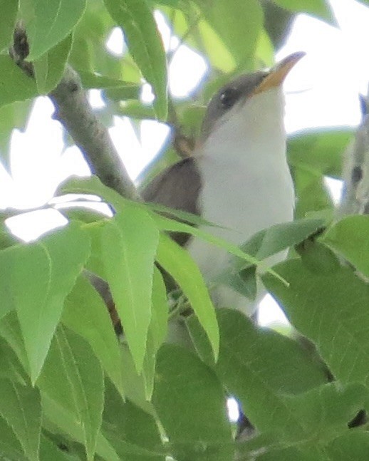 Yellow-billed Cuckoo - Debbie Nance