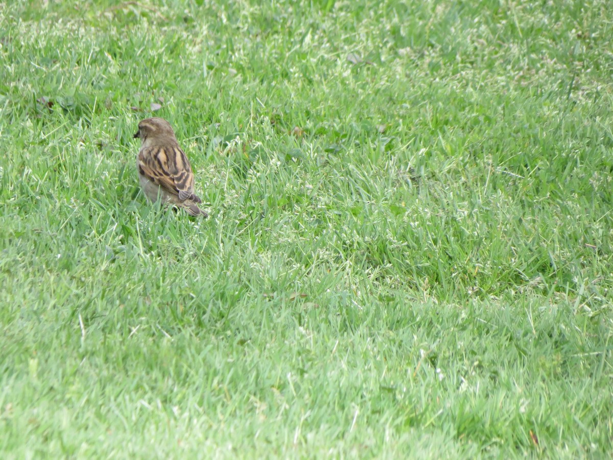 House Sparrow - Luis Mendes