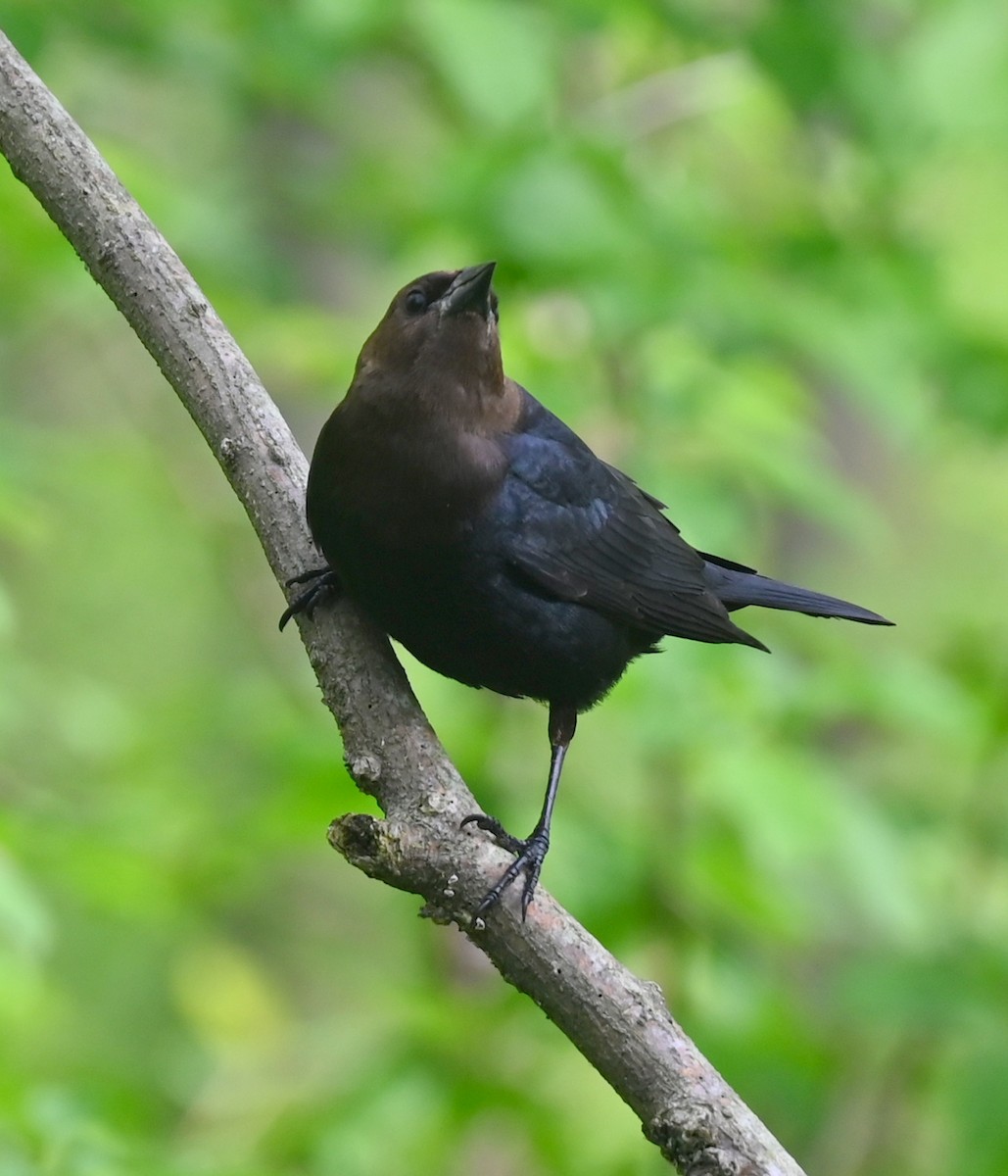 Brown-headed Cowbird - Geoff Carpentier