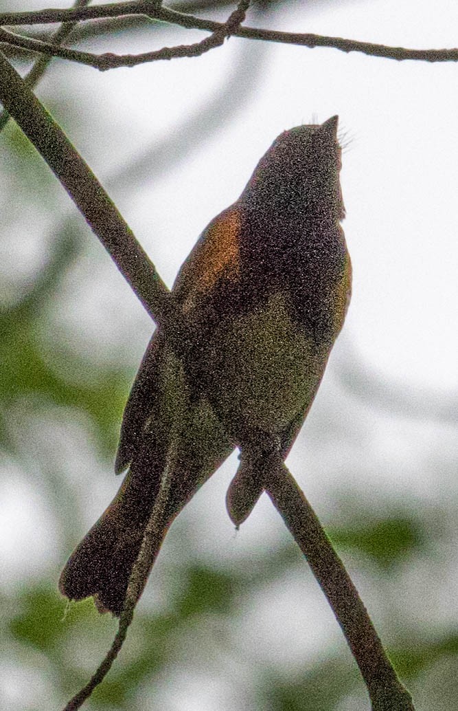 American Redstart - ML618845435