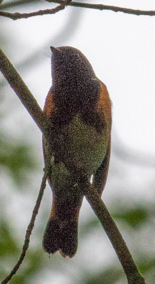 American Redstart - Elle McGee