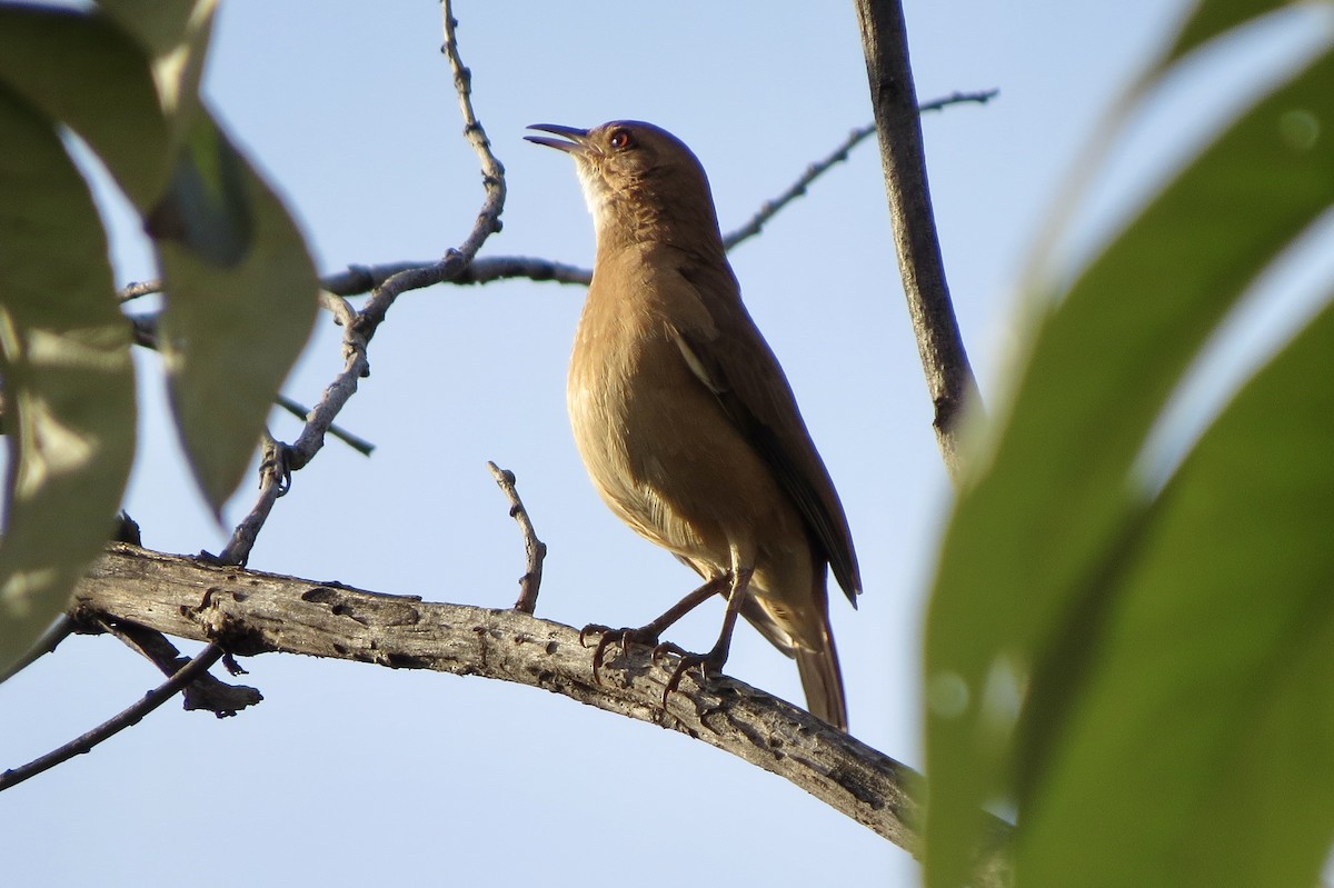 Rufous Hornero - Berenice Alves