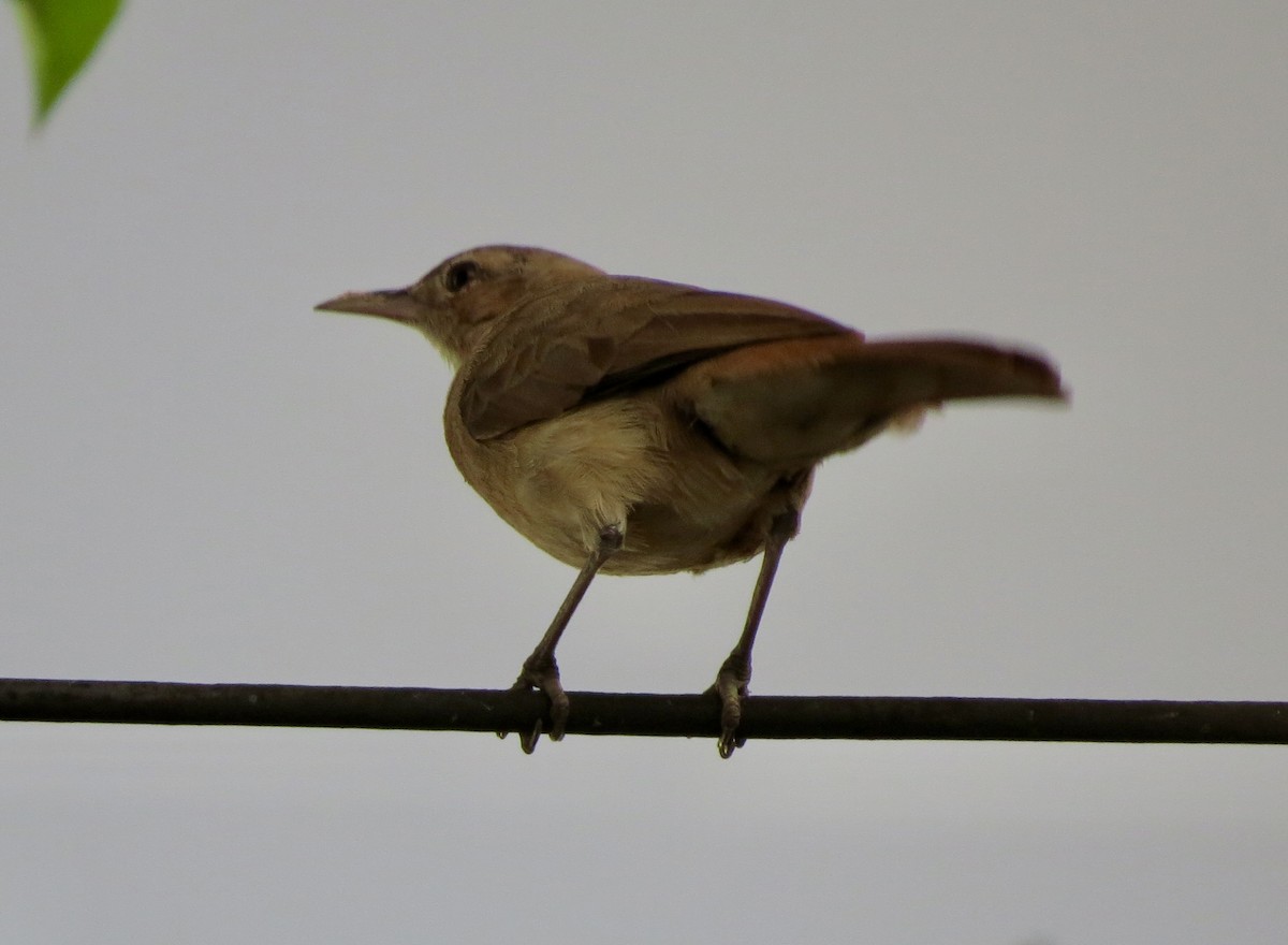 Rufous Hornero - Berenice Alves