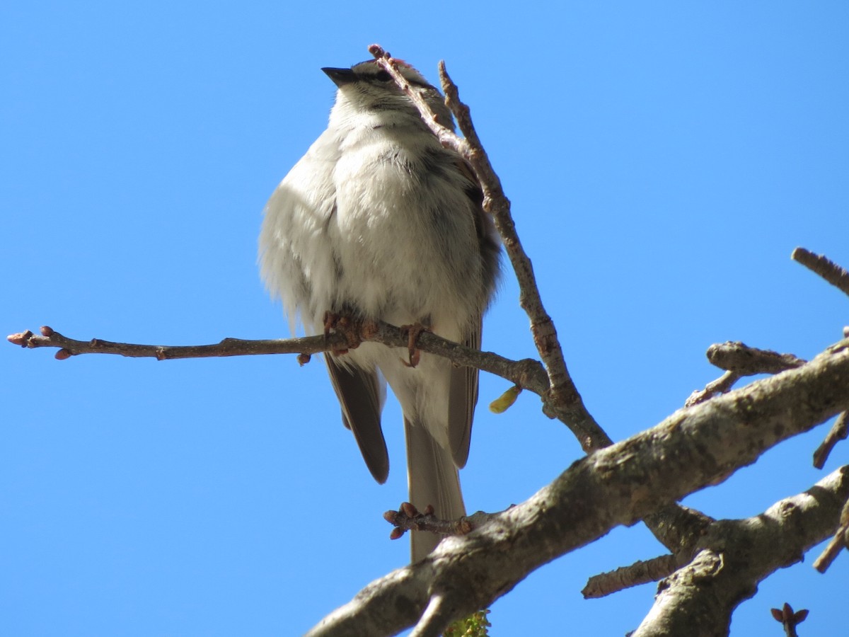 Chipping Sparrow - Luis Mendes