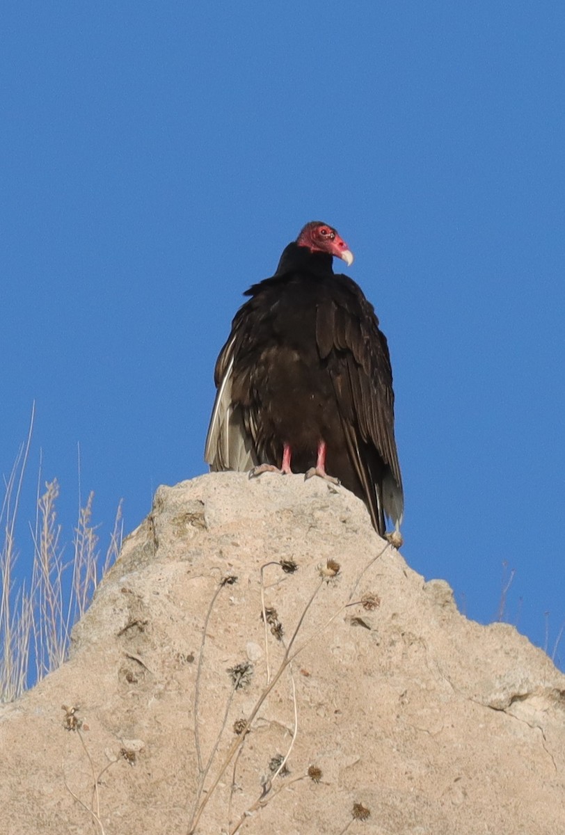 Turkey Vulture - Sara Shane