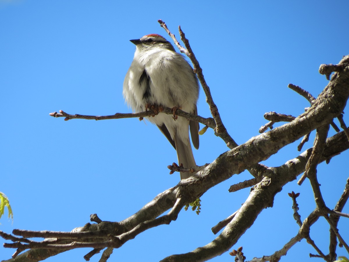 Chipping Sparrow - Luis Mendes