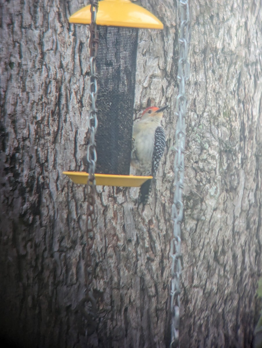 Red-bellied Woodpecker - Alisha Millican