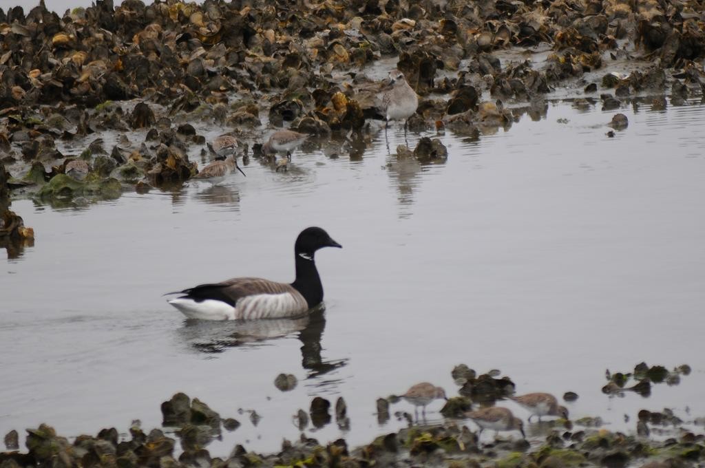 Brant - ML618845458