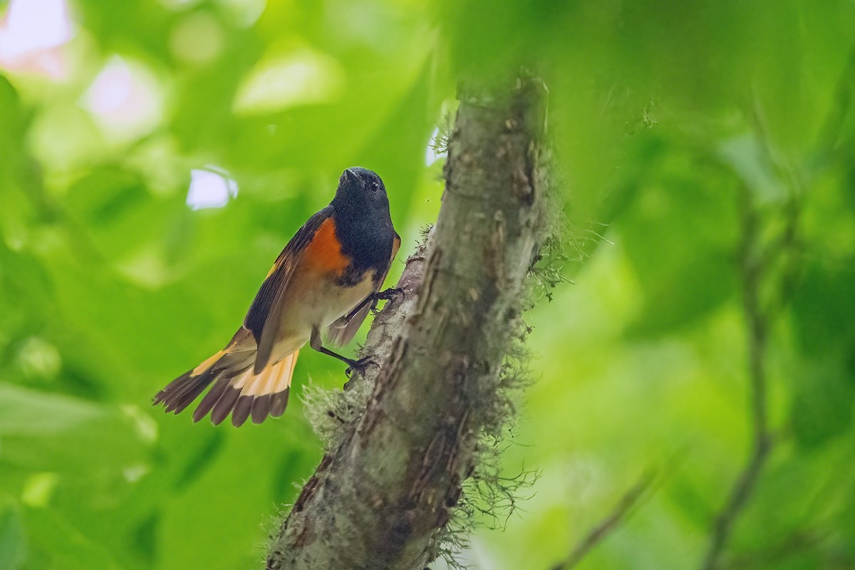 American Redstart - Zeno Taylord-Hawk