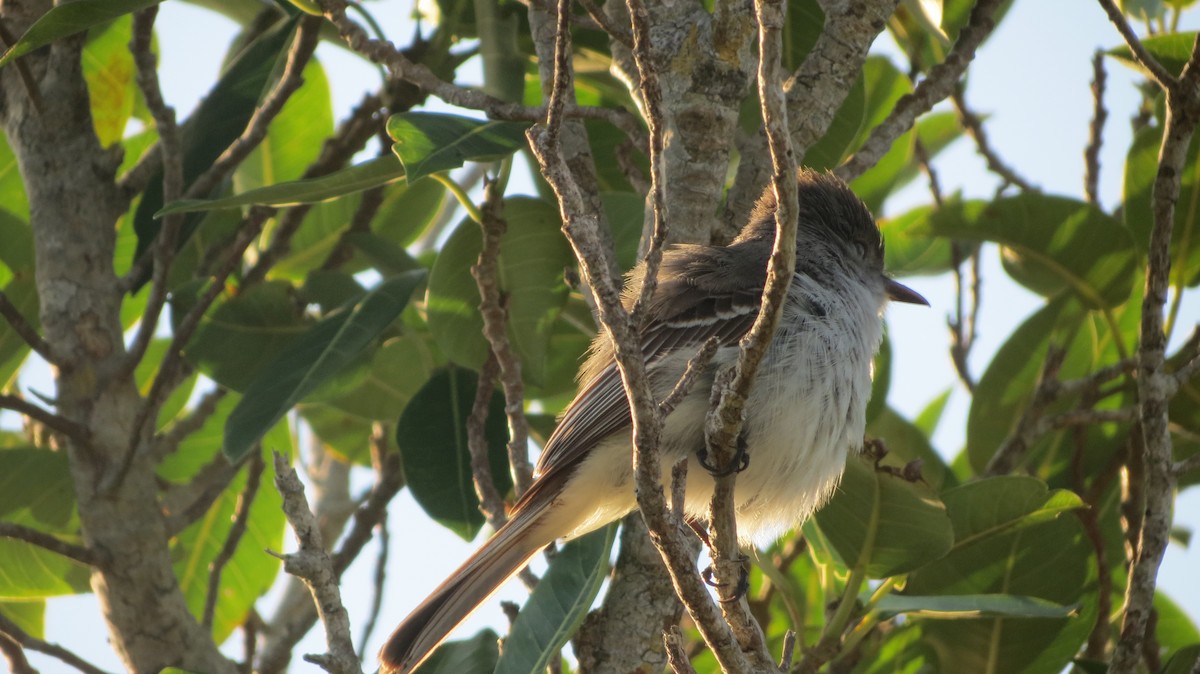 La Sagra's Flycatcher - Delvis Toledo