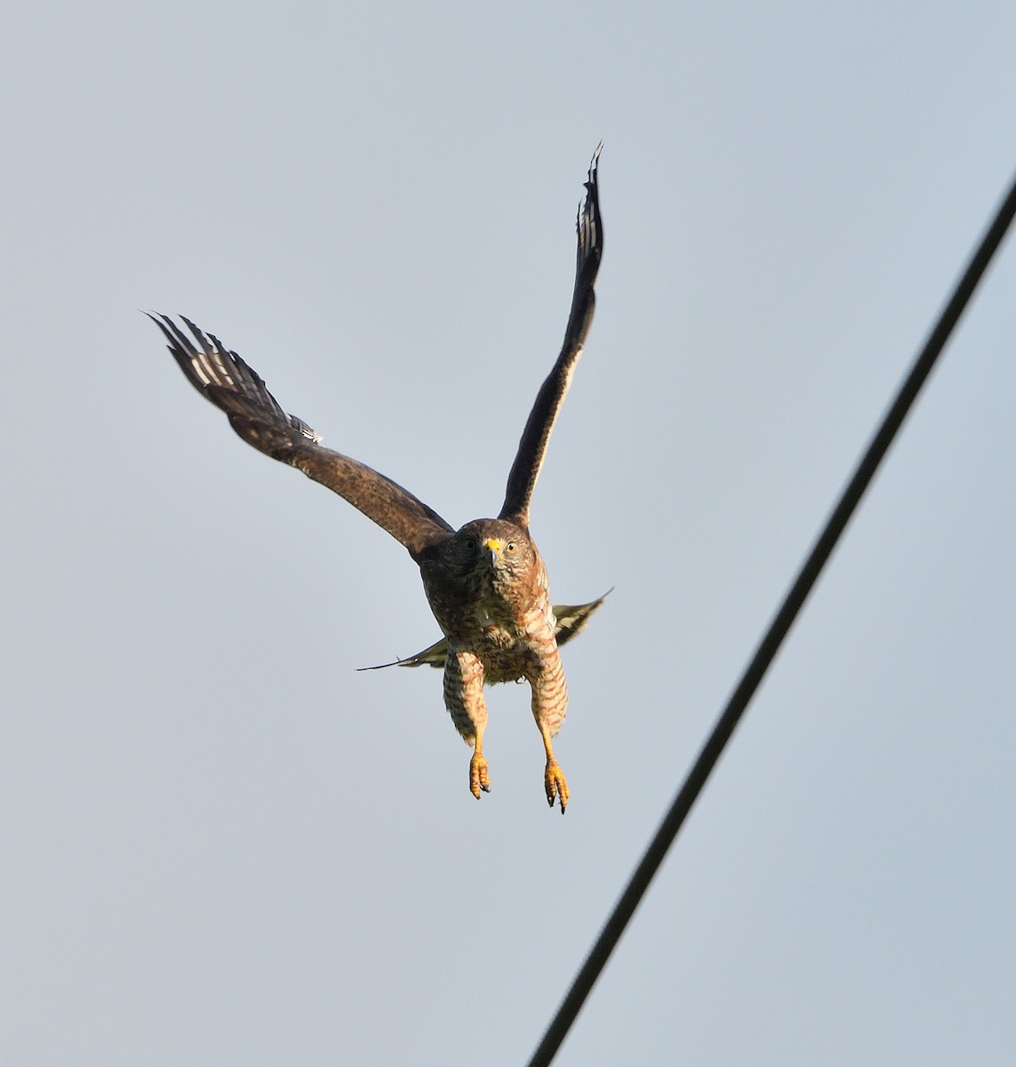 Broad-winged Hawk - Jaime Thomas