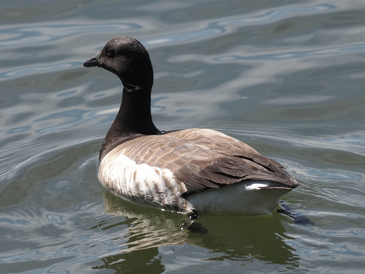 Brant - ML618845472