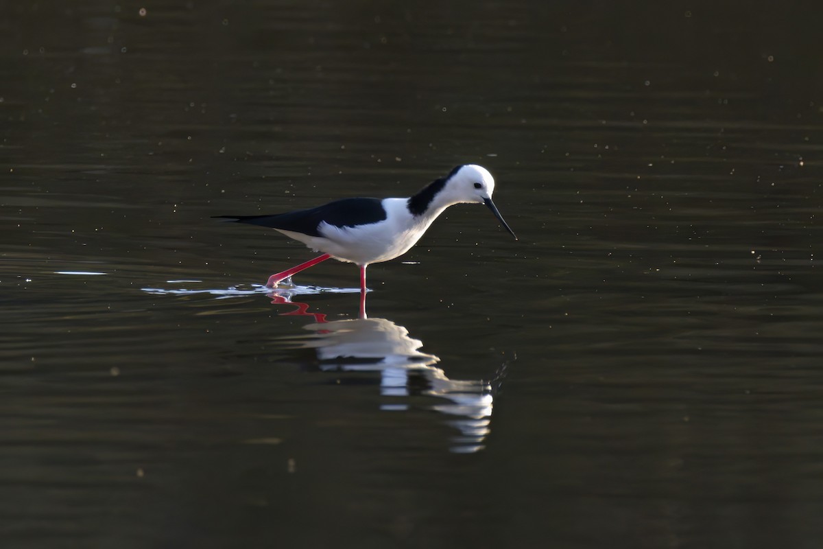 Pied Stilt - Andreas Heikaus