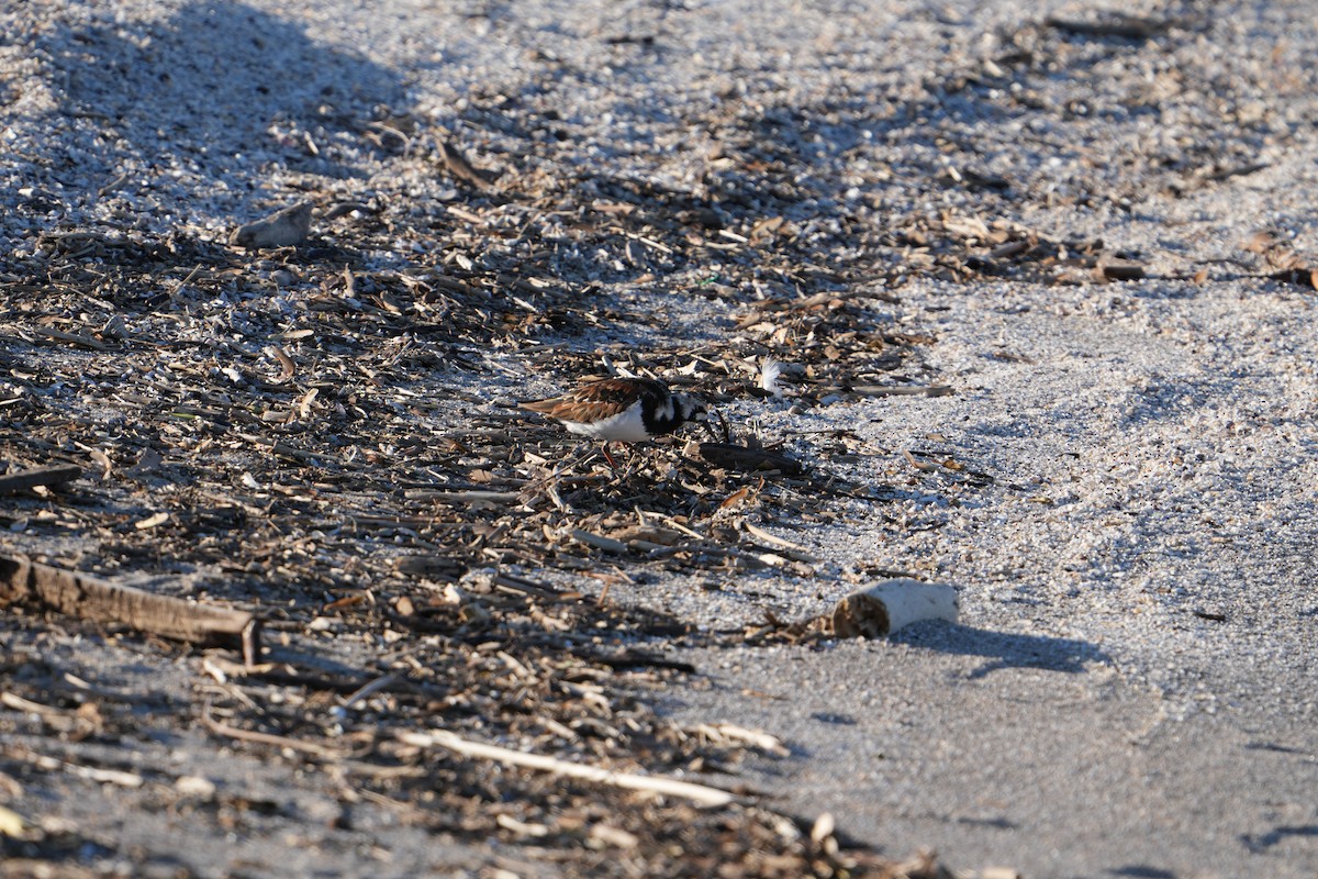 Ruddy Turnstone - Will Cihula