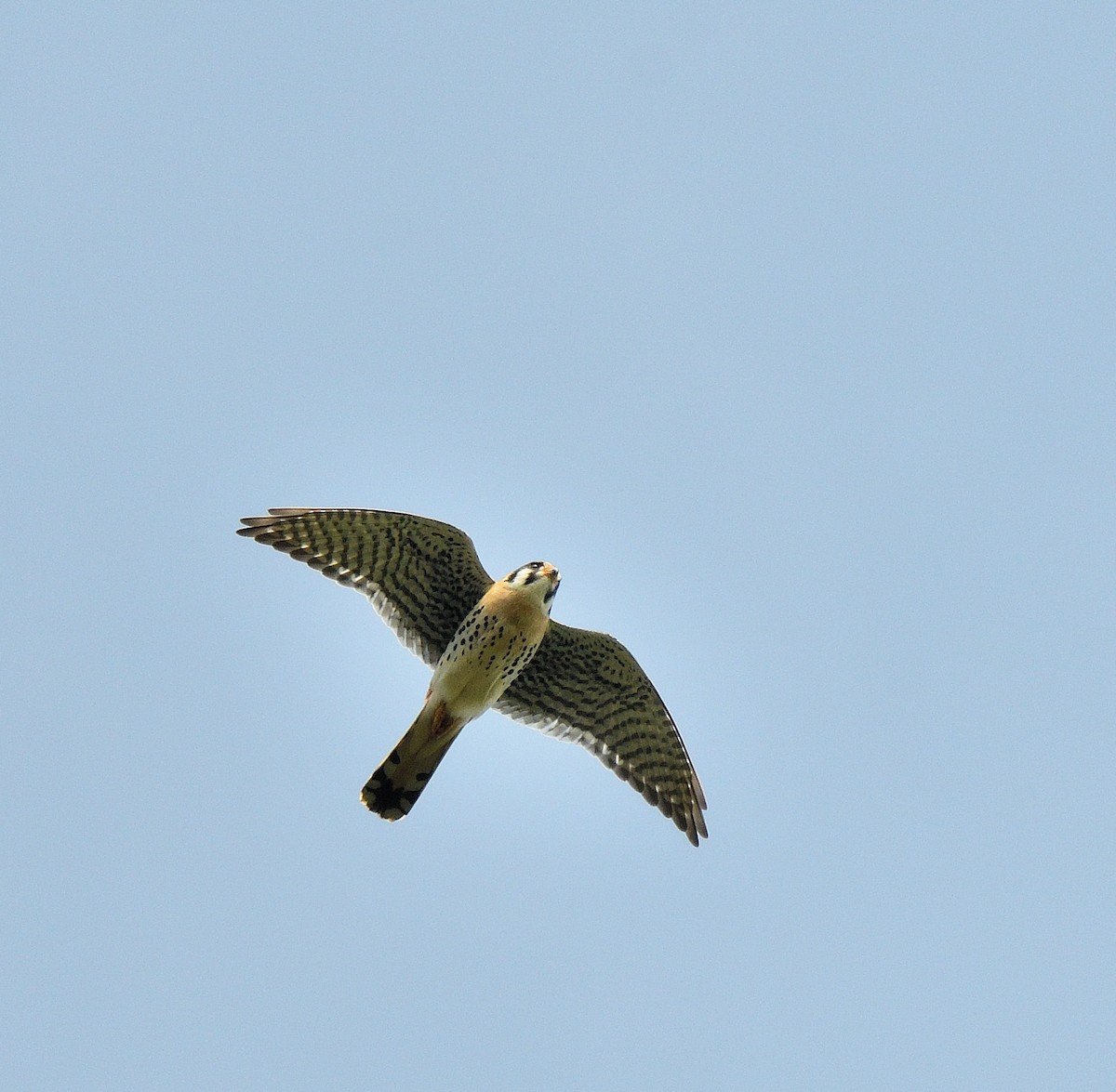 American Kestrel - Jaime Thomas