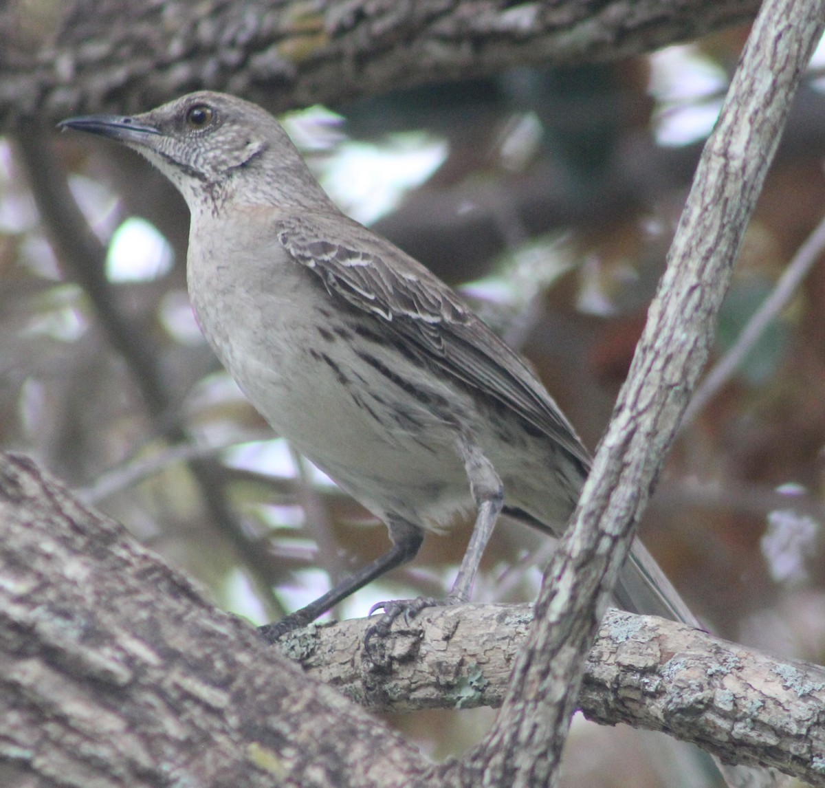 Bahama Mockingbird - Anna Nesterovich