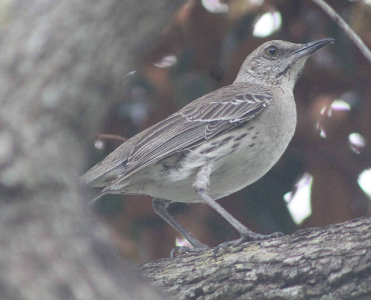 Bahama Mockingbird - Anna Nesterovich