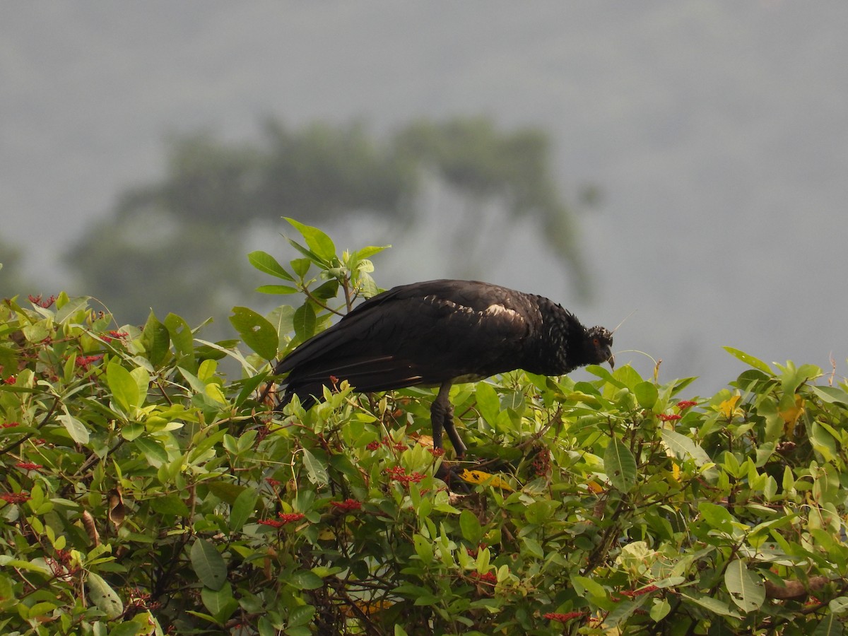 Horned Screamer - ML618845491