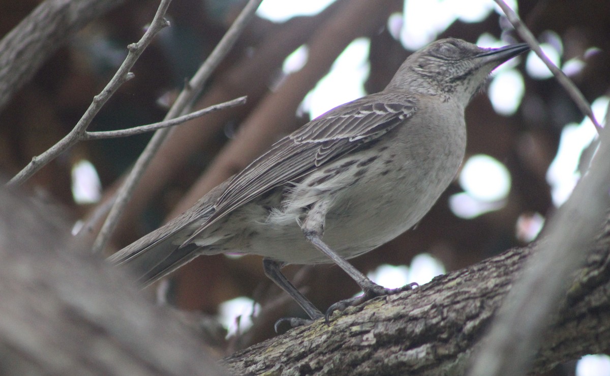 Bahama Mockingbird - Anna Nesterovich