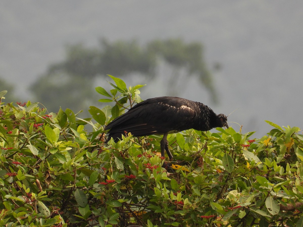 Horned Screamer - ML618845493