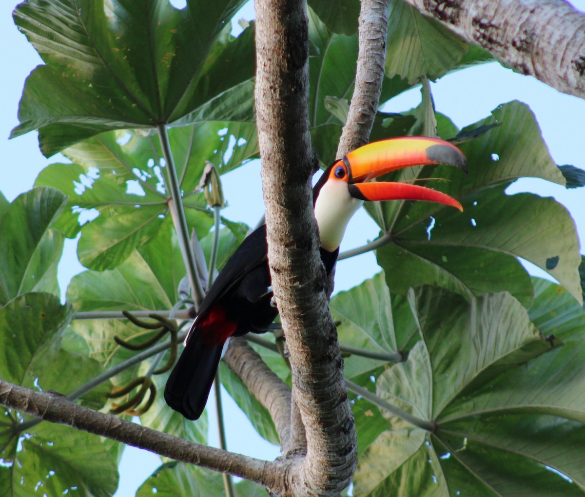 Toco Toucan - Franziska Riedel