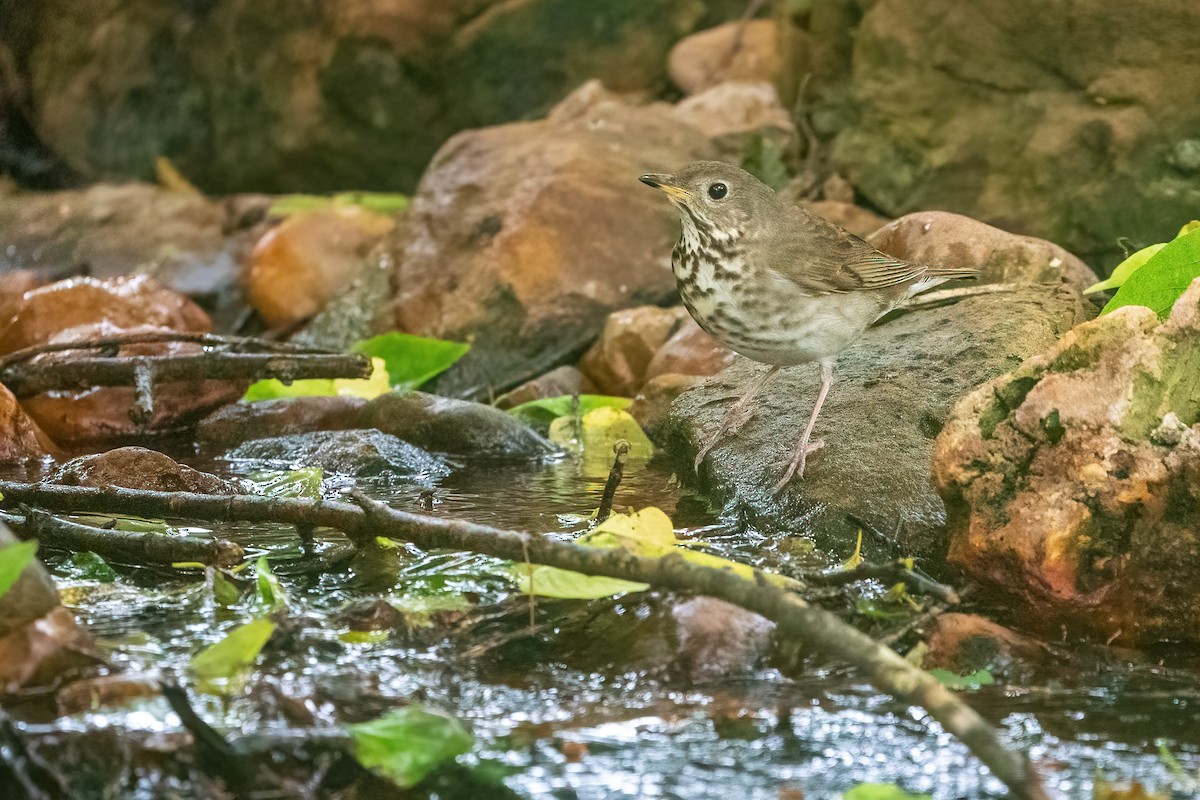 Gray-cheeked Thrush - Zeno Taylord-Hawk