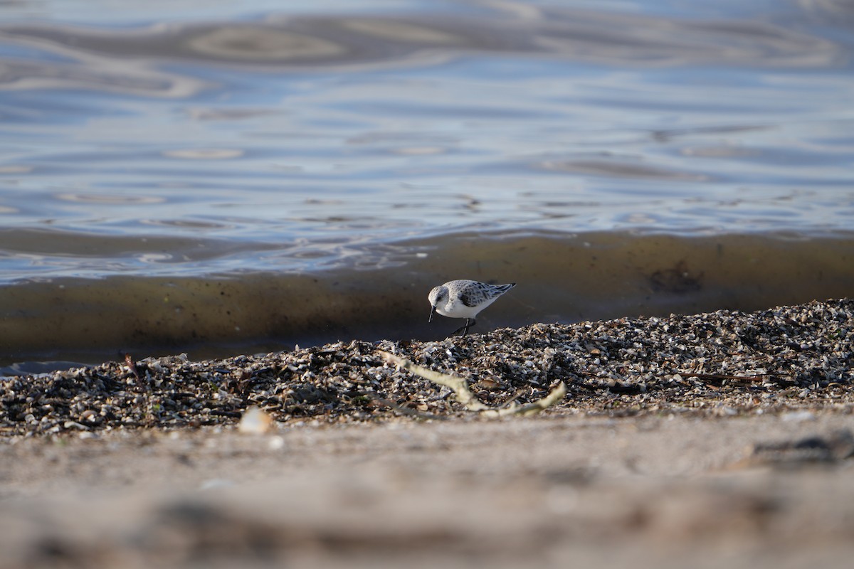 Sanderling - Will Cihula