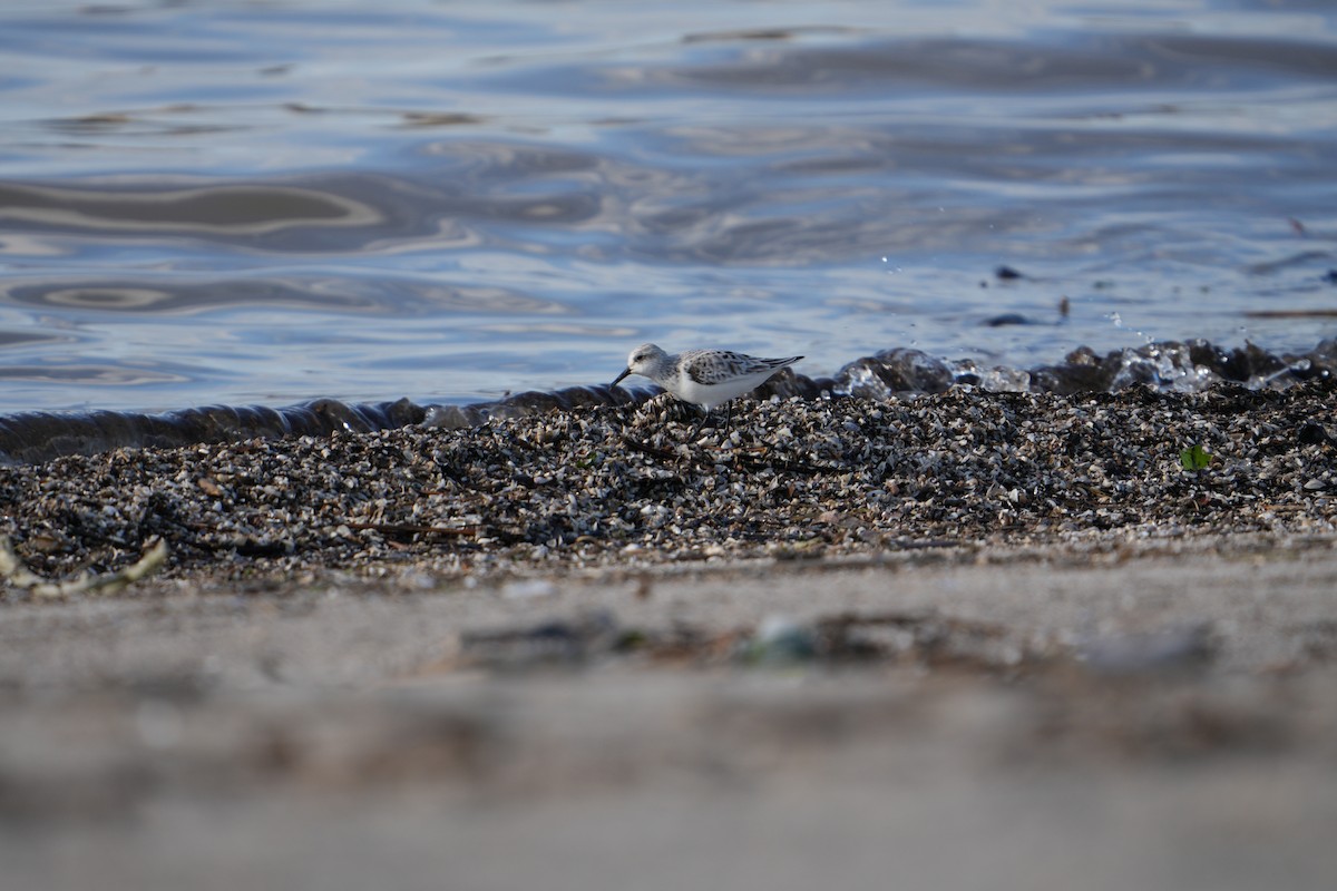 Sanderling - Will Cihula