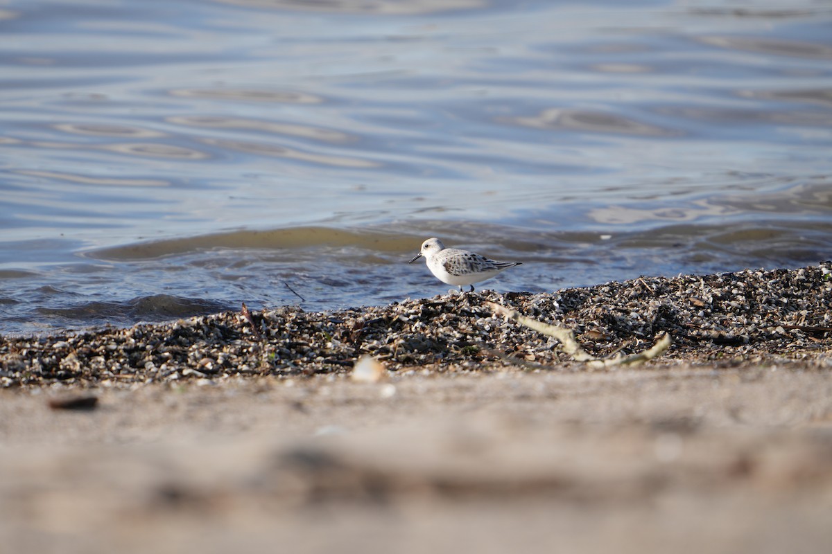 Sanderling - Will Cihula